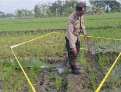 Jebakan Tikus Beraliran Listrik Telan Korban Manusia, 47 Nyawa Melayang