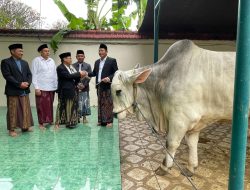Idul Adha Bupati Sidoarjo Subandi Menyerahkan 1 Ekor Sapi Berat 800 kg Kepada Masjid Agung dan 1 Ekor Sapi Dari Presiden Diserahkan ke Jabon