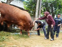 Hewan Kurban Wabup Sidoarjo, Dinyatakan Sehat Oleh Dinas Pangan dan Pertanian