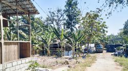 Diduga Cemari Sungai Mas, Pencucian Drum Bekas Pabrik Berisi Bahan Kimia Diduga Mengandung B3
