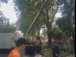 Masyarakat Diminta Segera Melapor Ketika Melihat Pohon Berisiko Tumbang
